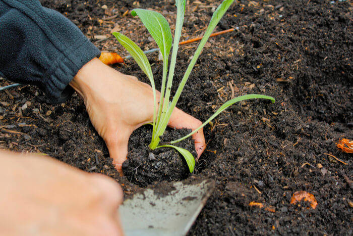 Preparare la terra per l’orto rialzato 25